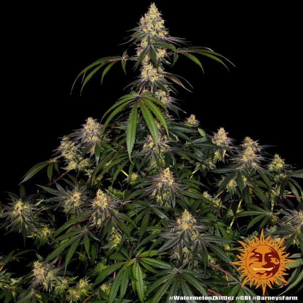Watermelon Zkittlez - Barney's Farm Seeds | Feminized