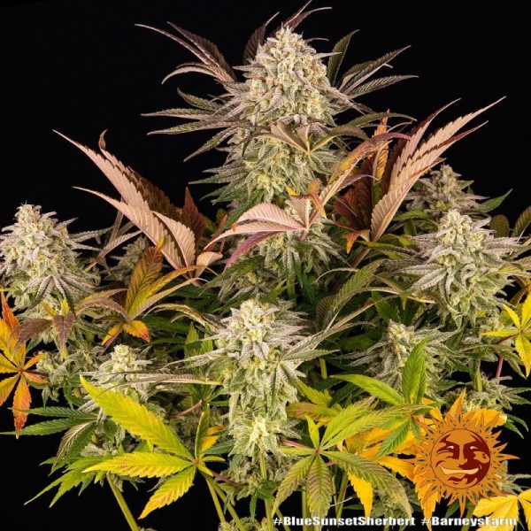 Blue Sunset Sherbert - Barney's Farm Seeds | Feminized