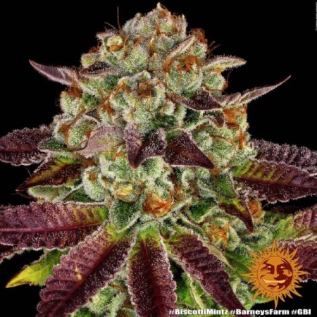 Biscotti Mintz - Barney's Farm Seeds | Feminized Cannabis Seeds