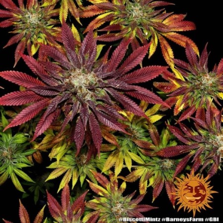 Biscotti Mintz - Barney's Farm Seeds | Feminized Cannabis Seeds
