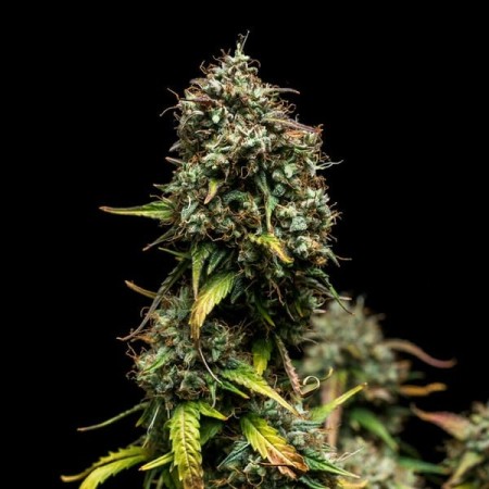 Purple Punch - Royal Queen Seeds | Autoflowering Cannabis Seeds