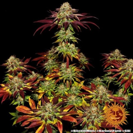 Biscotti Mintz - Barney's Farm Seeds | Feminized Cannabis Seeds