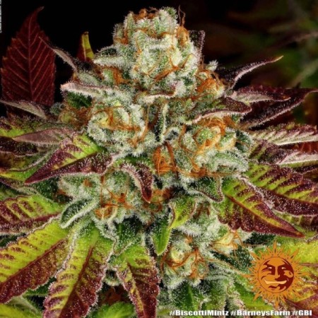 Biscotti Mintz - Barney's Farm Seeds | Feminized Cannabis Seeds