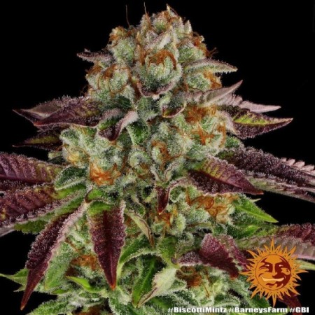 Biscotti Mintz - Barney's Farm Seeds | Feminized Cannabis Seeds