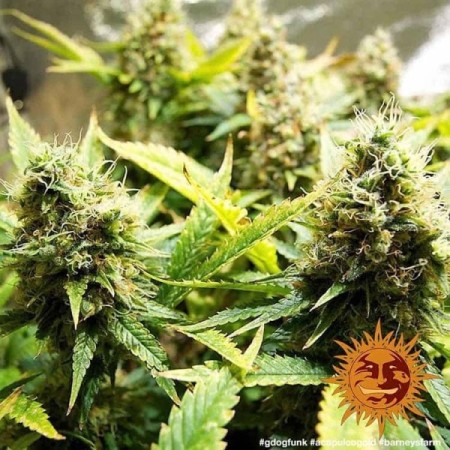 Acapulco Gold - Barney's Farm Seeds | Feminized Cannabis Seeds