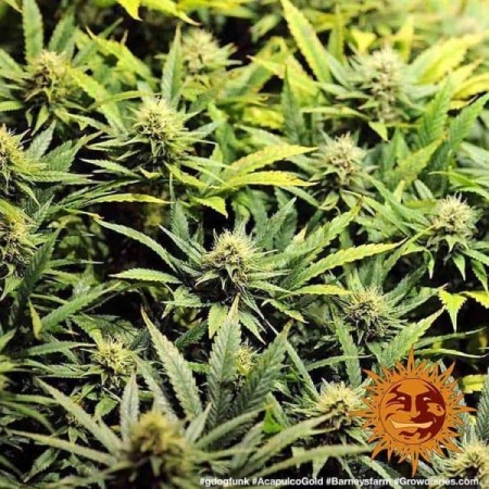 Acapulco Gold - Barney's Farm Seeds | Feminized Cannabis Seeds