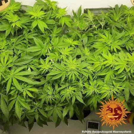Acapulco Gold - Barney's Farm Seeds | Feminized Cannabis Seeds