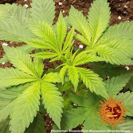 Acapulco Gold - Barney's Farm Seeds | Feminized Cannabis Seeds
