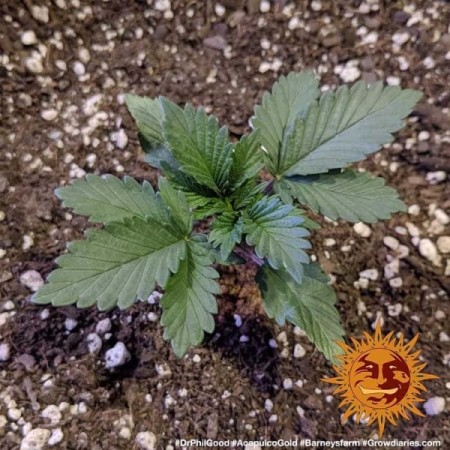 Acapulco Gold - Barney's Farm Seeds | Feminized Cannabis Seeds