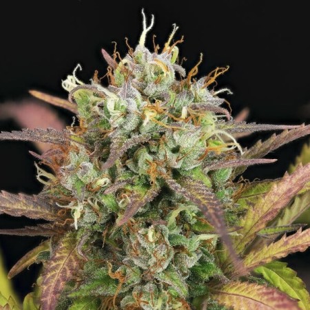 Purple Punch - Royal Queen Seeds | Autoflowering Cannabis Seeds