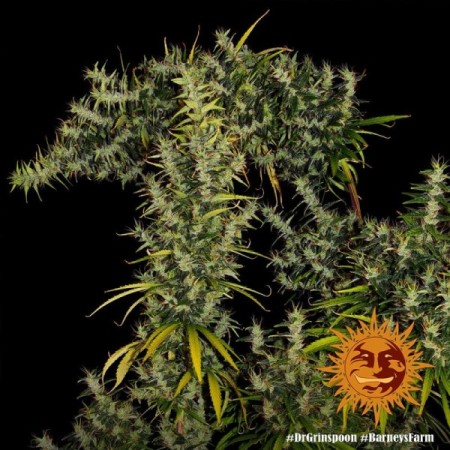 Dr Grinspoon - Barney's Farm Seeds | Feminized Cannabis Seeds