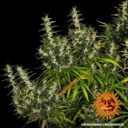 Dr Grinspoon - Barney's Farm Seeds | Feminized Cannabis Seeds
