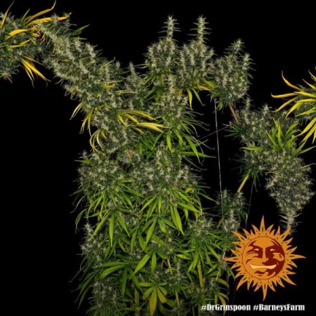 Dr Grinspoon - Barney's Farm Seeds | Feminized Cannabis Seeds