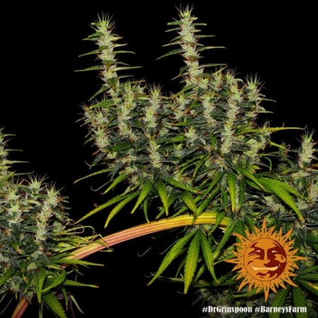 Dr Grinspoon - Barney's Farm Seeds | Feminized Cannabis Seeds
