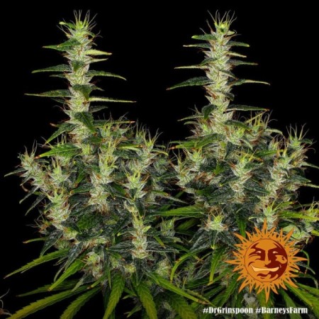 Dr Grinspoon - Barney's Farm Seeds | Feminized Cannabis Seeds