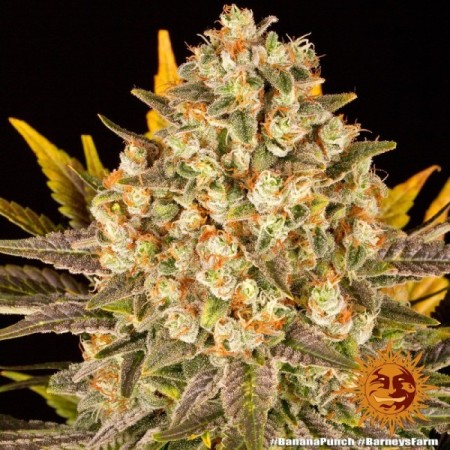 Banana Punch - Barney's Farm Seeds | Feminized Cannabis Seeds