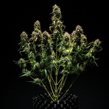 Purple Punch - Royal Queen Seeds | Autoflowering Cannabis Seeds