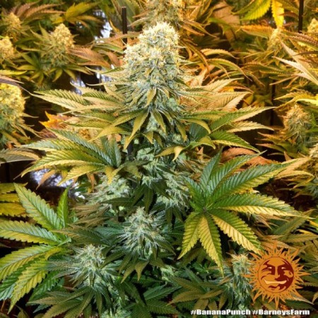 Banana Punch - Barney's Farm Seeds | Feminized Cannabis Seeds