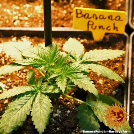 Banana Punch - Barney's Farm Seeds | Feminized Cannabis Seeds