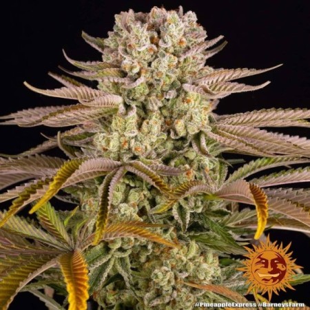 Pineapple Express - Barney's Farm Seeds | Feminized