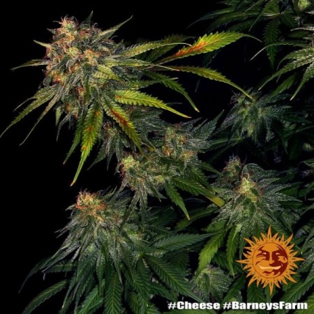 Cheese - Barney's Farm Seeds | Feminized Cannabis Seeds Cheese - Barney's Farm Seeds | Feminized Cannabis Seeds