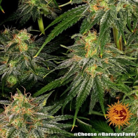 Cheese - Barney's Farm Seeds | Feminized Cannabis Seeds Cheese - Barney's Farm Seeds | Feminized Cannabis Seeds