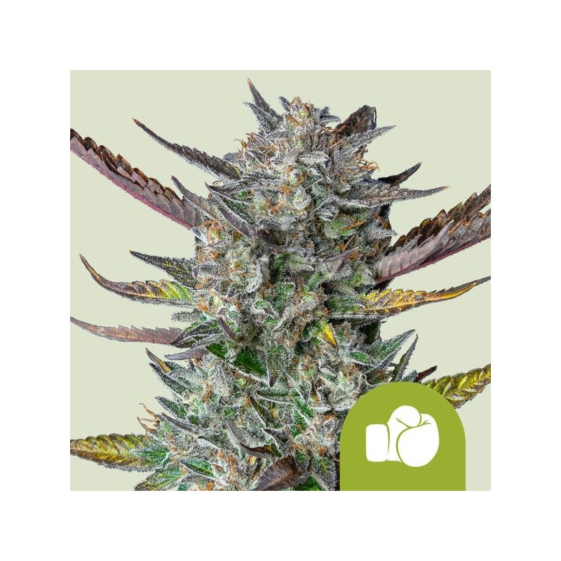 Purple Punch - Royal Queen Seeds | Autoflowering Cannabis Seeds