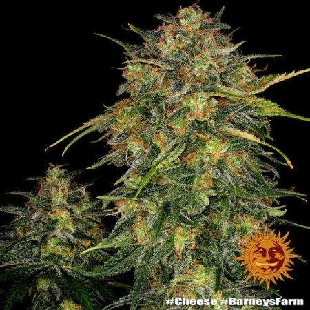 Cheese - Barney's Farm Seeds | Feminized Cannabis Seeds