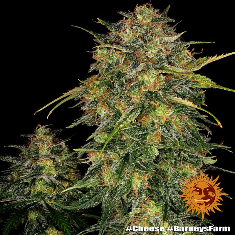 Cheese - Barney's Farm Seeds | Feminized Cannabis Seeds Cheese - Barney's Farm Seeds | Feminized Cannabis Seeds
