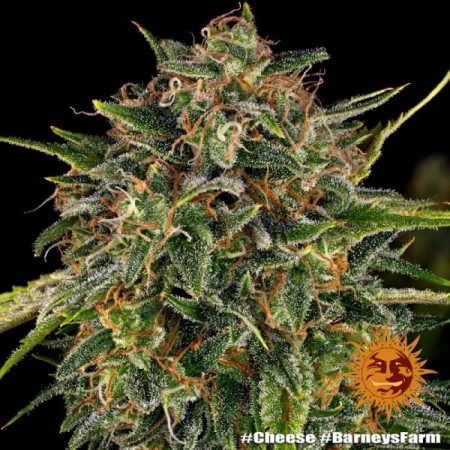 Cheese - Barney's Farm Seeds | Feminized Cannabis Seeds Cheese - Barney's Farm Seeds | Feminized Cannabis Seeds