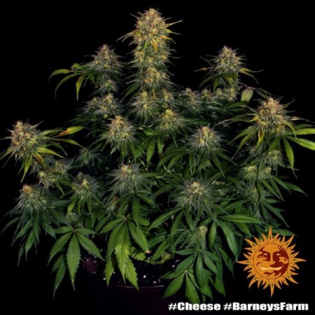 Cheese - Barney's Farm Seeds | Feminized Cannabis Seeds Cheese - Barney's Farm Seeds | Feminized Cannabis Seeds