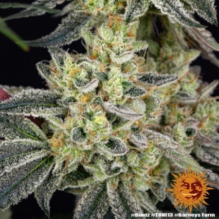Runtz - Barney's Farm Seeds | Feminized Cannabis Seeds