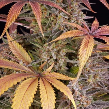 Sour Strawberry - Barney's Farm Seeds | Feminized Cannabis Seeds
