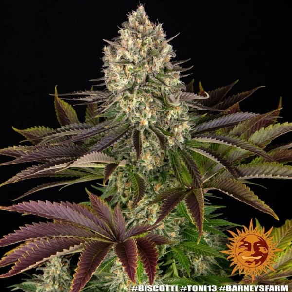 Biscotti - Barney's Farm Seeds | Feminized