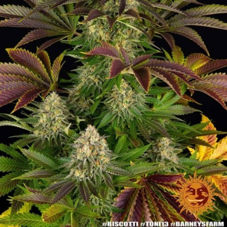 Biscotti - Barney's Farm Seeds | Feminized Cannabis Seeds