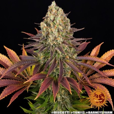 Biscotti - Barney's Farm Seeds | Feminized Cannabis Seeds