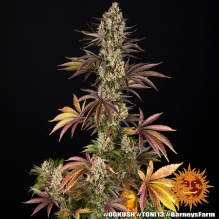 OG Kush - Barney's Farm Seeds | Feminized Cannabis Seeds