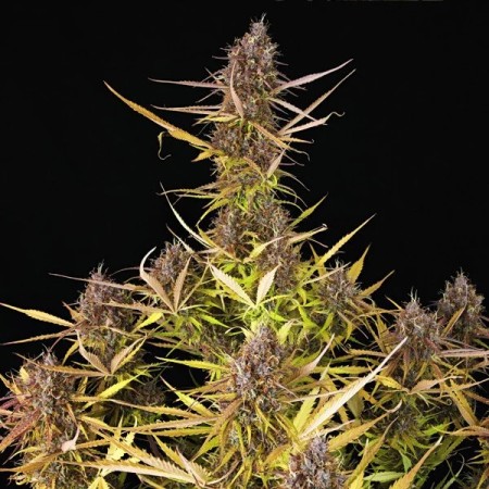 Purple Queen - Royal Queen Seeds | Autoflowering Cannabis Seeds Purple Queen - Royal Queen Seeds | Autoflowering Cannabis Seeds