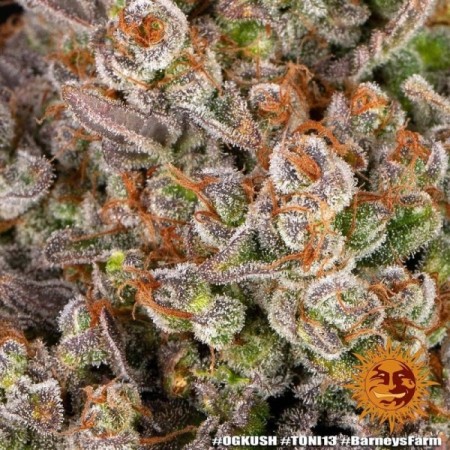 OG Kush - Barney's Farm Seeds | Feminized Cannabis Seeds