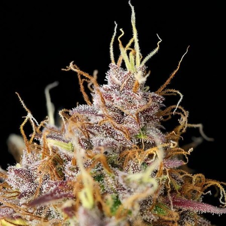 Purple Queen - Royal Queen Seeds | Autoflowering Cannabis Seeds Purple Queen - Royal Queen Seeds | Autoflowering Cannabis Seeds
