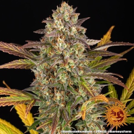 Amnesia Haze - Barney's Farm Seeds | Autoflower Cannabis Seeds Amnesia Haze - Barney's Farm Seeds | Autoflower Cannabis Seeds