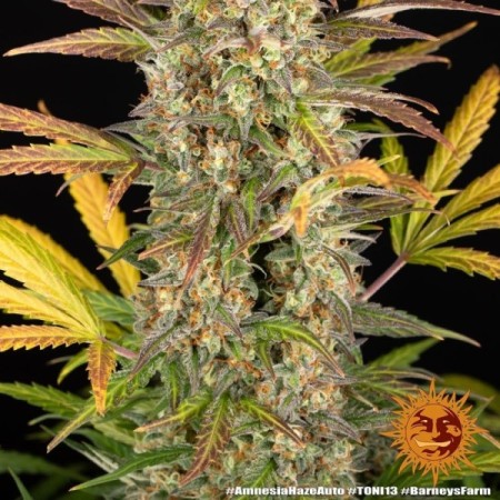 Amnesia Haze - Barney's Farm Seeds | Autoflower Cannabis Seeds Amnesia Haze - Barney's Farm Seeds | Autoflower Cannabis Seeds