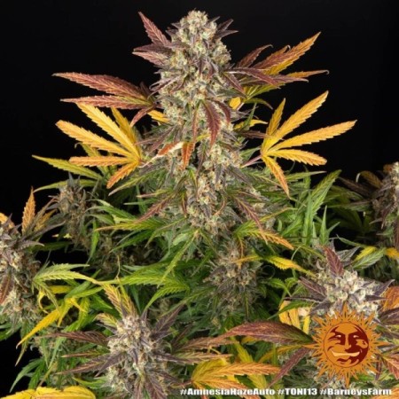 Amnesia Haze - Barney's Farm Seeds | Autoflower Cannabis Seeds Amnesia Haze - Barney's Farm Seeds | Autoflower Cannabis Seeds