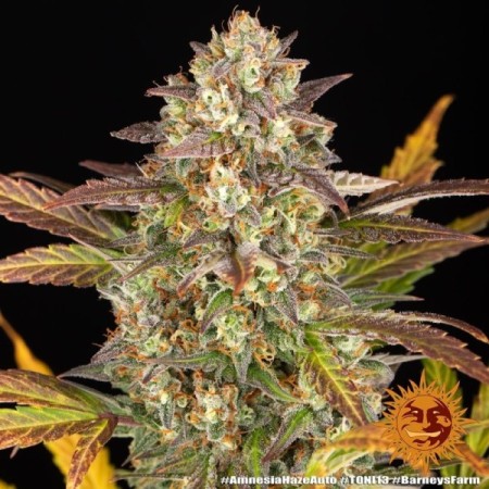 Amnesia Haze - Barney's Farm Seeds | Autoflower Cannabis Seeds Amnesia Haze - Barney's Farm Seeds | Autoflower Cannabis Seeds