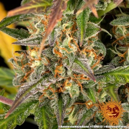 Amnesia Haze - Barney's Farm Seeds | Autoflower Cannabis Seeds Amnesia Haze - Barney's Farm Seeds | Autoflower Cannabis Seeds