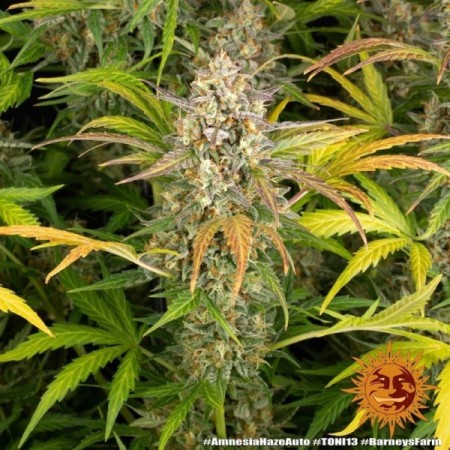 Amnesia Haze - Barney's Farm Seeds | Autoflower Cannabis Seeds Amnesia Haze - Barney's Farm Seeds | Autoflower Cannabis Seeds