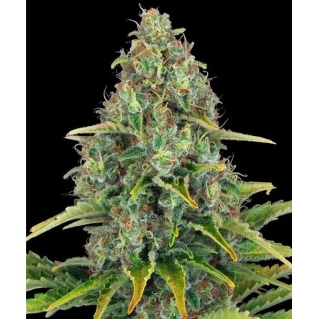 Blue Cheese - Barney's Farm Seeds | Autoflower Cannabis Seeds