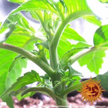 Blue Cheese - Barney's Farm Seeds | Autoflower Cannabis Seeds