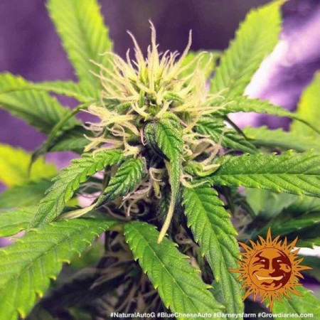 Blue Cheese - Barney's Farm Seeds | Autoflower Cannabis Seeds