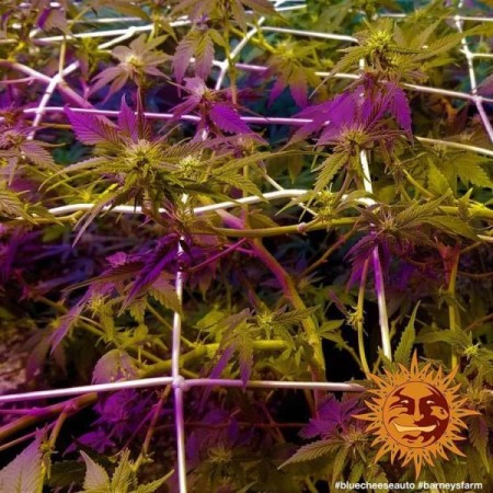 Blue Cheese - Barney's Farm Seeds | Autoflower Cannabis Seeds